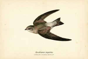 Caroline Islands Swiftlet illustration
