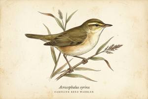 Caroline Reed Warbler illustration