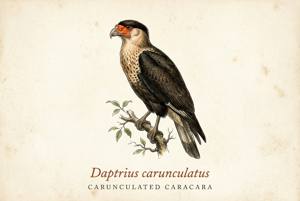 Carunculated Caracara illustration