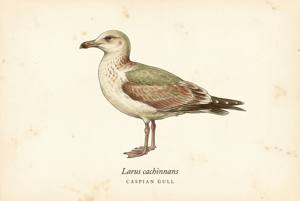 Caspian Gull illustration