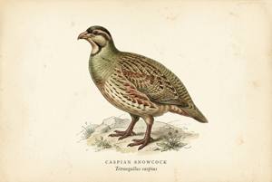 Caspian Snowcock illustration