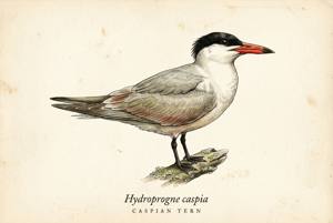Caspian Tern illustration
