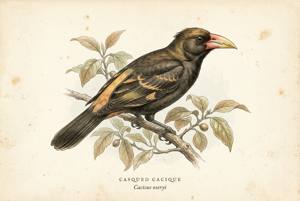 Casqued Cacique illustration