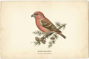 Cassia Crossbill illustration