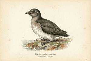 Cassin's Auklet illustration