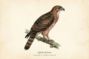Cassin's Hawk-Eagle illustration