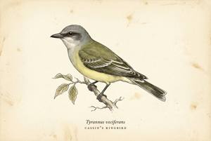 Cassin's Kingbird illustration