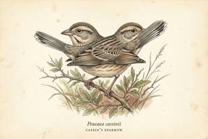 Cassin's Sparrow illustration