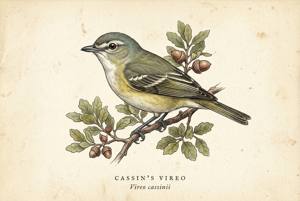 Cassin's Vireo illustration