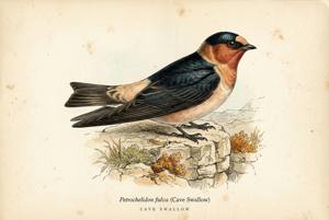 Cave Swallow illustration