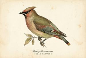 Cedar Waxwing illustration