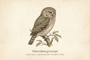 Central American Pygmy-Owl illustration