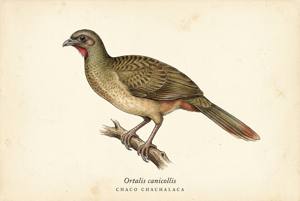 Chaco Chachalaca illustration