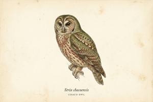 Chaco Owl illustration