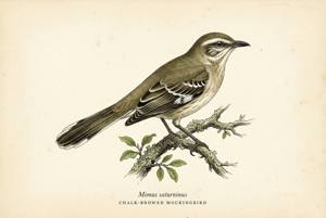 Chalk-browed Mockingbird illustration