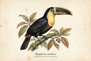 Channel-billed Toucan illustration