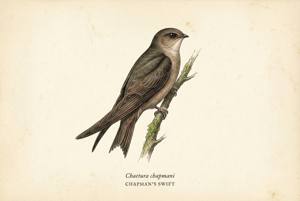 Chapman's Swift illustration