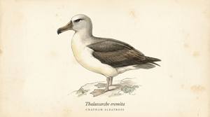 Chatham Albatross illustration