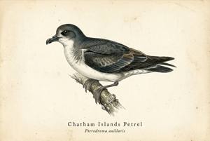 Chatham Islands Petrel illustration