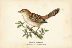 Chattering Cisticola illustration