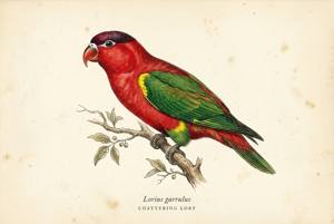 Chattering Lory illustration