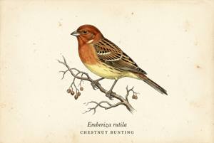 Chestnut Bunting illustration