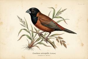 Chestnut Munia illustration