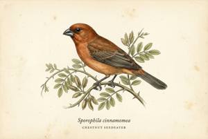 Chestnut Seedeater illustration