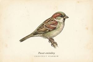 Chestnut Sparrow illustration