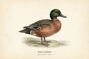 Chestnut Teal illustration