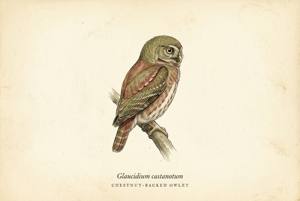 Chestnut-backed Owlet illustration