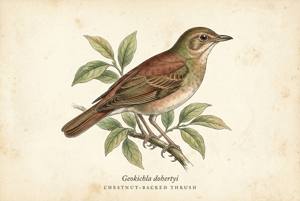 Chestnut-backed Thrush illustration