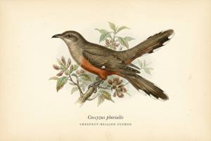 Chestnut-bellied Cuckoo illustration