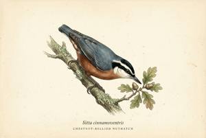 Chestnut-bellied Nuthatch illustration