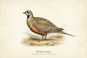Chestnut-bellied Sandgrouse illustration