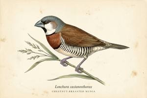 Chestnut-breasted Munia illustration