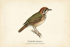 Chestnut-capped Thrush illustration