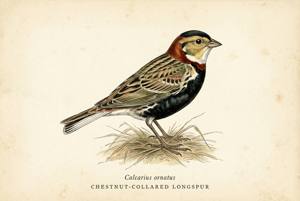 Chestnut-collared Longspur illustration