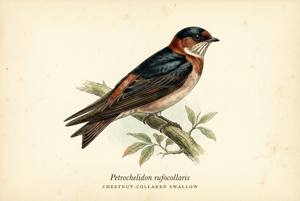 Chestnut-collared Swallow illustration