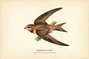 Chestnut-collared Swift illustration