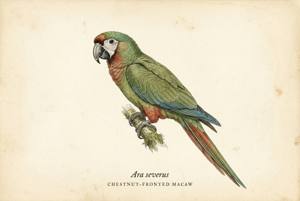 Chestnut-fronted Macaw illustration