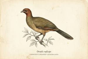 Chestnut-headed Chachalaca illustration