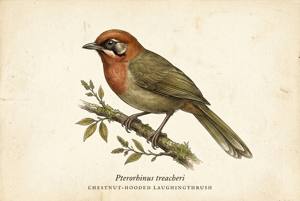 Chestnut-hooded Laughingthrush illustration