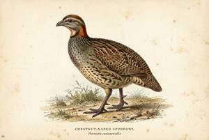 Chestnut-naped Spurfowl illustration