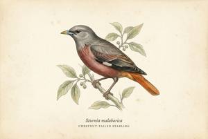 Chestnut-tailed Starling illustration