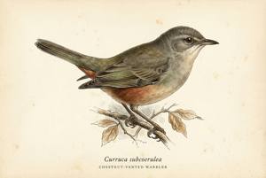 Chestnut-vented Warbler illustration