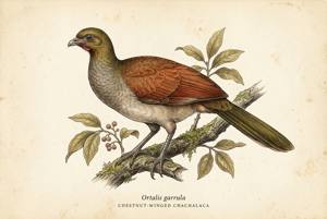 Chestnut-winged Chachalaca illustration