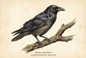 Chihuahuan Raven illustration
