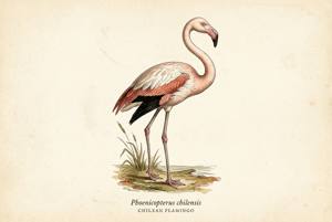 Chilean Flamingo illustration