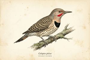 Chilean Flicker illustration